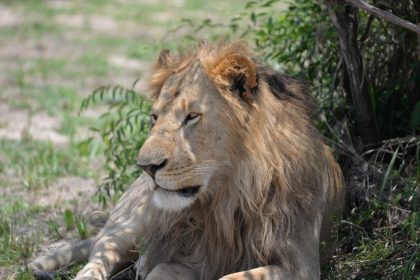 Kibo safari (3)