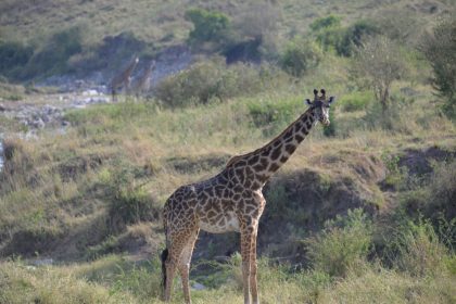Kibo safari (4)