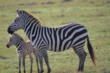 Kibo safari (5)