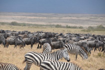 Kibo safari (7)